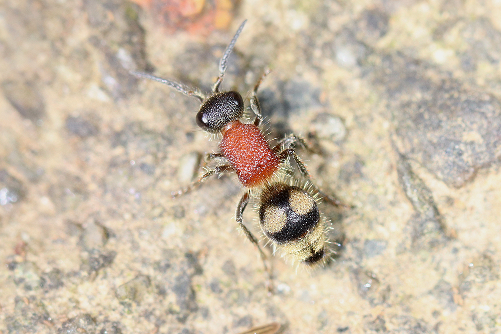 Eotrogaspidia auroguttata