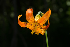 Lilium pardalinum pardalinum
