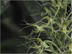 Habenaria pantlingiana
