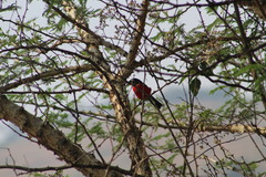 Laniarius erythrogaster