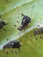 Impatientinum asiaticum