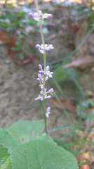 Liriope graminifolia