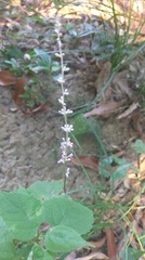 Liriope graminifolia