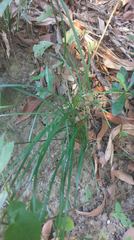 Liriope graminifolia