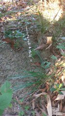 Liriope graminifolia