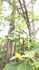 Dillenia suffruticosa
