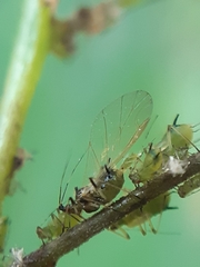 Impatientinum asiaticum