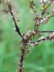 Impatientinum asiaticum