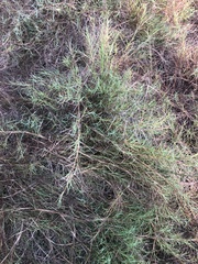 Muhlenbergia utilis