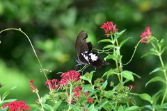 Papilio nephelus chaonulus