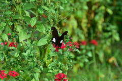 Papilio nephelus chaonulus