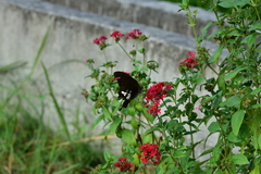 Papilio nephelus chaonulus