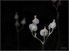 Burmannia nepalensis