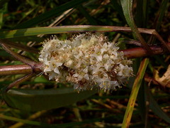 Cuscuta glomerata