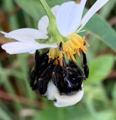 Bombus impatiens image