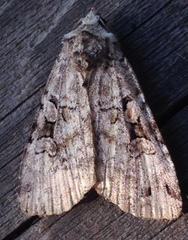 Diarsia esurialis