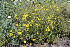 Helianthus gracilentus