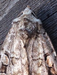 Diarsia esurialis