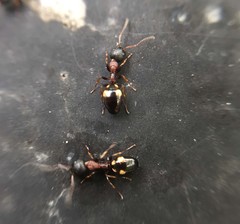 Dolichoderus sibiricus