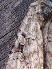 Diarsia esurialis