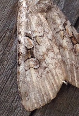 Diarsia esurialis