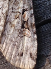 Diarsia esurialis
