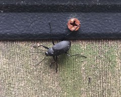 Plesiophthalmus davidis