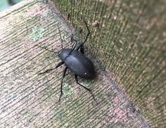 Plesiophthalmus davidis