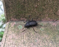 Plesiophthalmus davidis