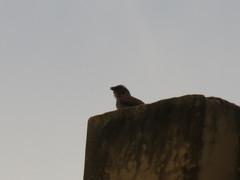 Passer griseus