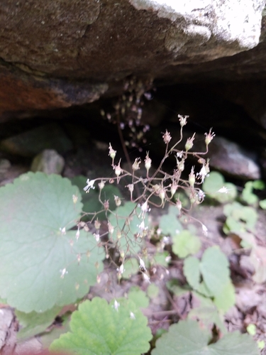 Littleflower alumroot (Heuchera parviflora)