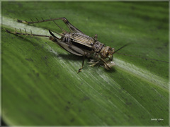 Svistella bifasciata