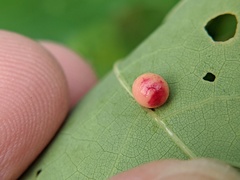 Zopheroteras