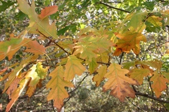Quercus rubra