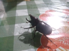 Aegopsis curvicornis