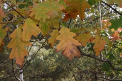 Quercus rubra