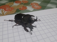 Aegopsis curvicornis