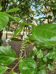 Citharexylum spinosum