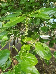 Citharexylum spinosum