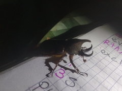 Aegopsis curvicornis