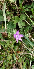 Gentianella anisodonta