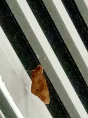 Erionota hiraca