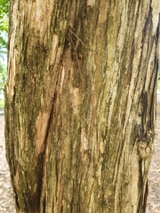 Citharexylum spinosum