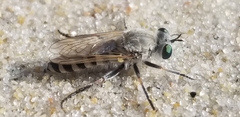 Laphystia