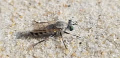 Laphystia