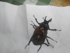 Aegopsis curvicornis