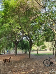 Citharexylum spinosum