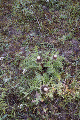 Carlina acaulis — photo 2