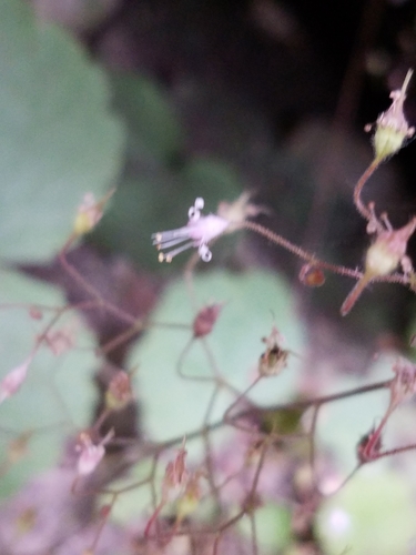 Littleflower alumroot (Heuchera parviflora)