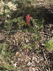 Grevillea bipinnatifida